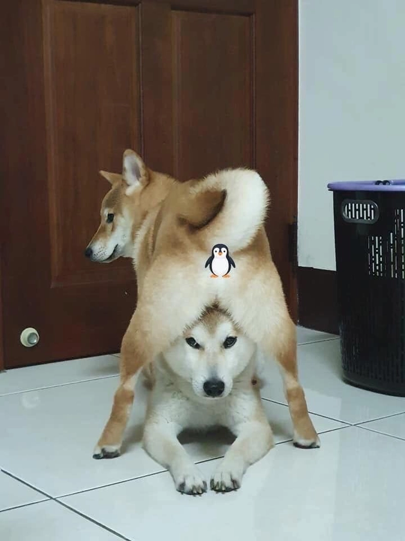 Meme chó bựa hài hước ngộ nghĩnh