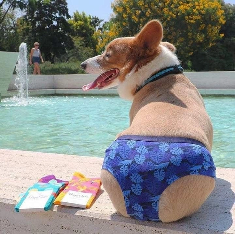Meme chó bựa mặc bikini ở bể bơi