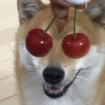 Meme chó bựa thumbnail