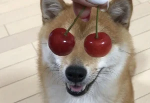 Meme chó bựa thumbnail
