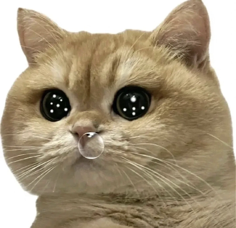 Meme mèo khóc buồn bã chảy nươc mũi