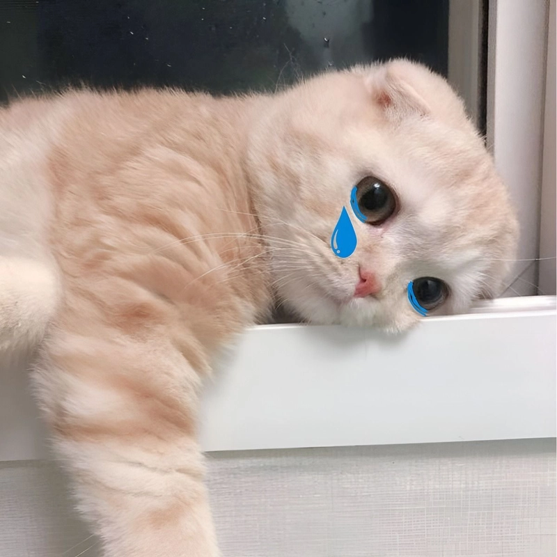Meme mèo khóc gương mặt cực yêu