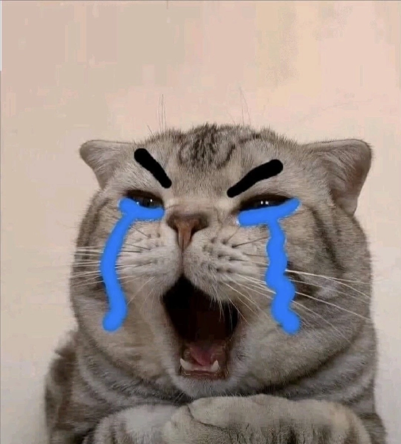 Meme mèo khóc gương mặt tội nghiệp đáng yêu