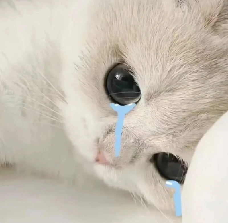 Meme mèo khóc khoảnh khắc buồn cười khó đỡ