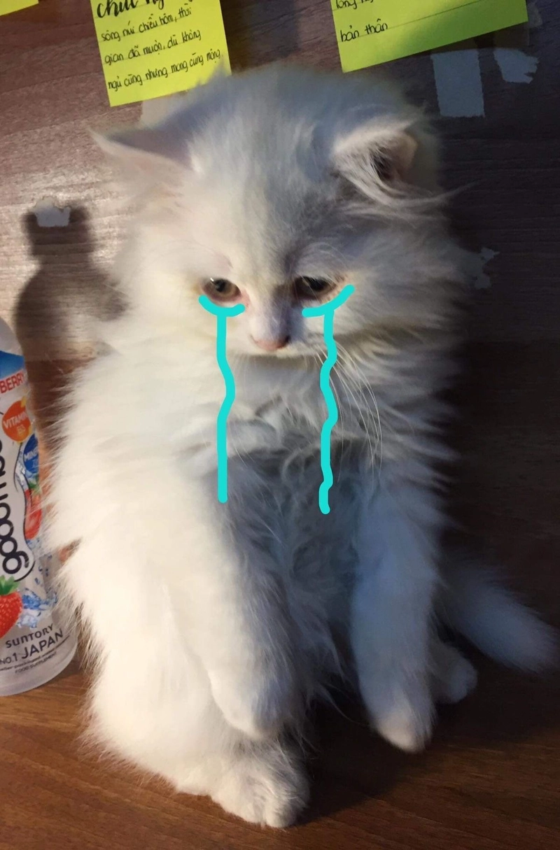 Meme mèo khóc lông xù cute nhất