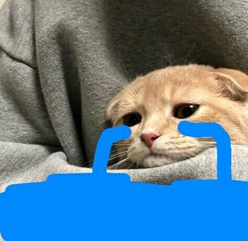 Meme mèo khóc nước tràn trề lênh láng