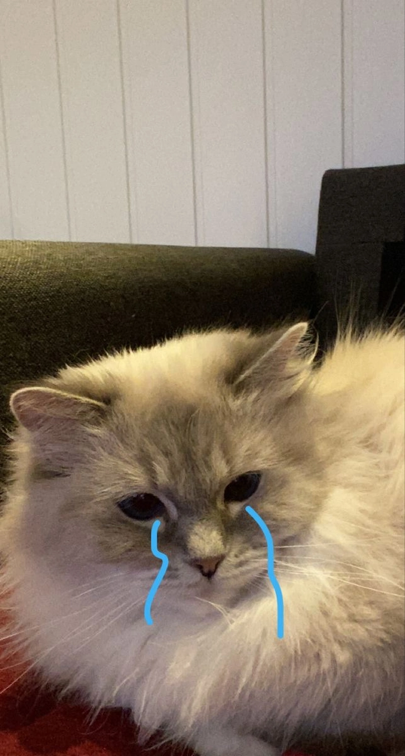 Meme mèo khóc tổn thương vô cùng
