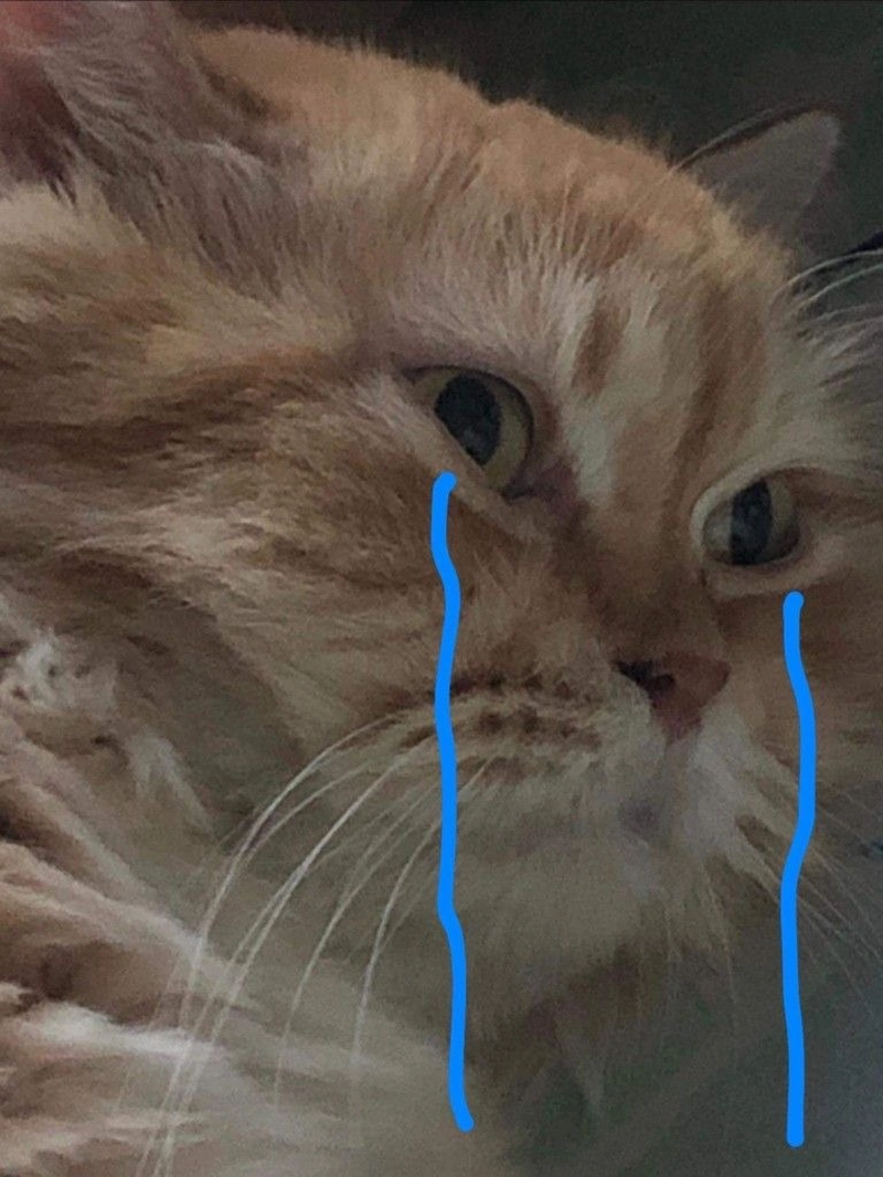 Meme mèo khóc vô cùng hờn dỗi