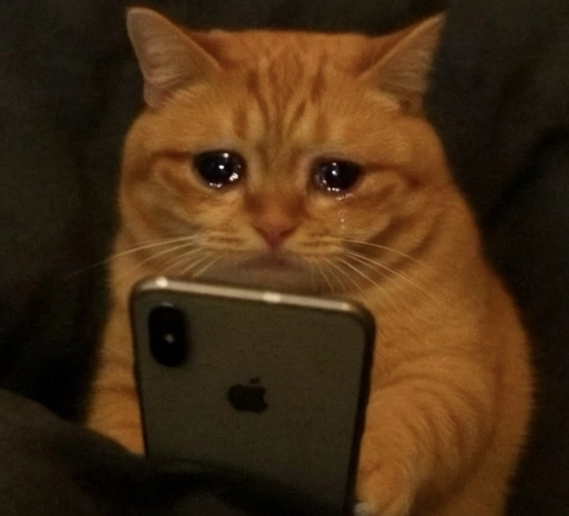 Meme mèo vàng khóc chảy nước mắt