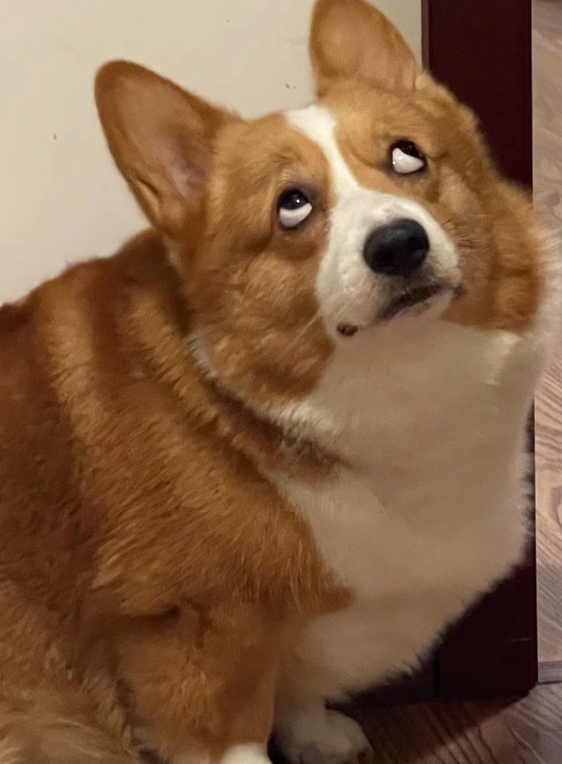 Reaction meme chó bựa nhìn xa xăm cực hài
