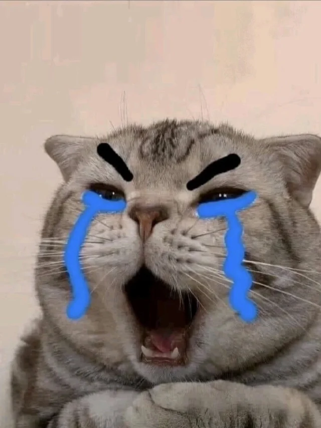 274+ meme mèo khóc siêu lầy khiến ai cũng bật cười